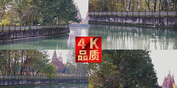 4k升格实拍两三白鹭河水唯美景合集红枫叶