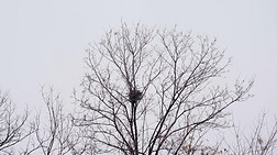 4K北方冬天大雪中树枝上的鸟窝实拍视频