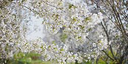 4K50P白色樱花雨实拍视频2