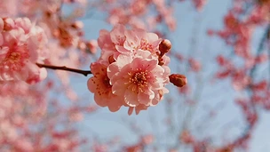 春暖花开桃花盛开