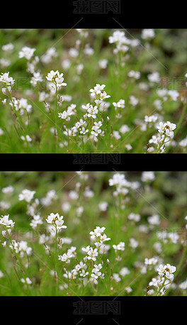 一丛白色野花