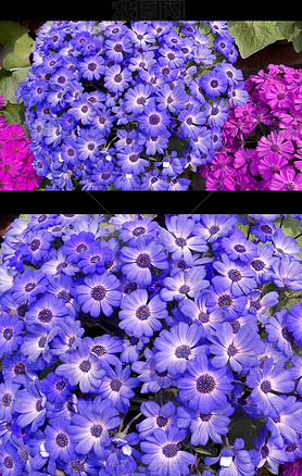 紫色瓜叶菊