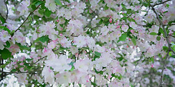4K公園粉色海棠樹春天鮮花盛開實拍視頻