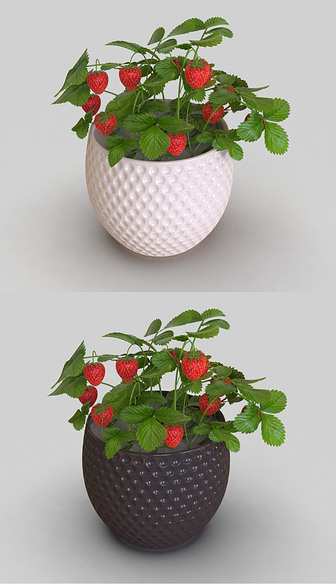草莓花卉3D模型
