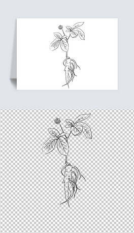 矢量手绘素描中药材人参矢量莫兰迪手绘植物矢量手绘沙棘果插画卡通醋