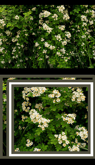 白蔷薇花墙