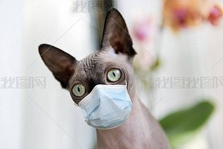 èƷSphynx Canadian, pet, animal, mammal, cat muzzle, in a medical mask at home, protection from coro