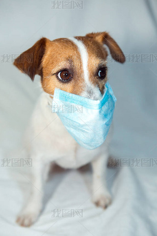 Jack Russell TerrierCoronavirus ÿ˶.