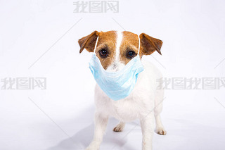 Jack Russell TerrierڹﱻɫCoronavirus ÿ˶֡ı