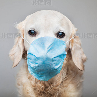 close up shot of golden retriever dog wearing mask