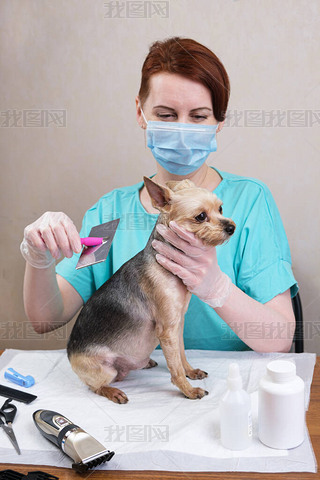 Groomer woman with red hair in a medical mask is combing the wool of a Yorkshire Terrier dog with a 