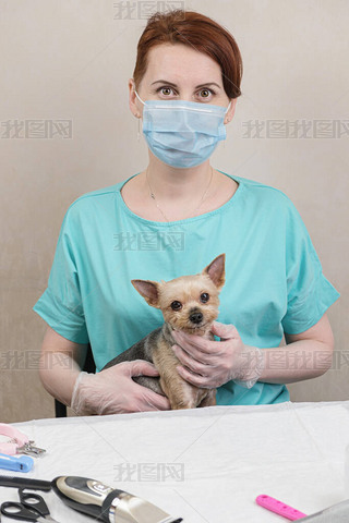 Yorkshire Terrier dog is sitting in the hands of a woman groomer in a medical mask after a haircut. 