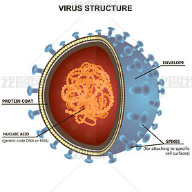 Blue virus cells or bacteria on white background. Isolated vector illustration