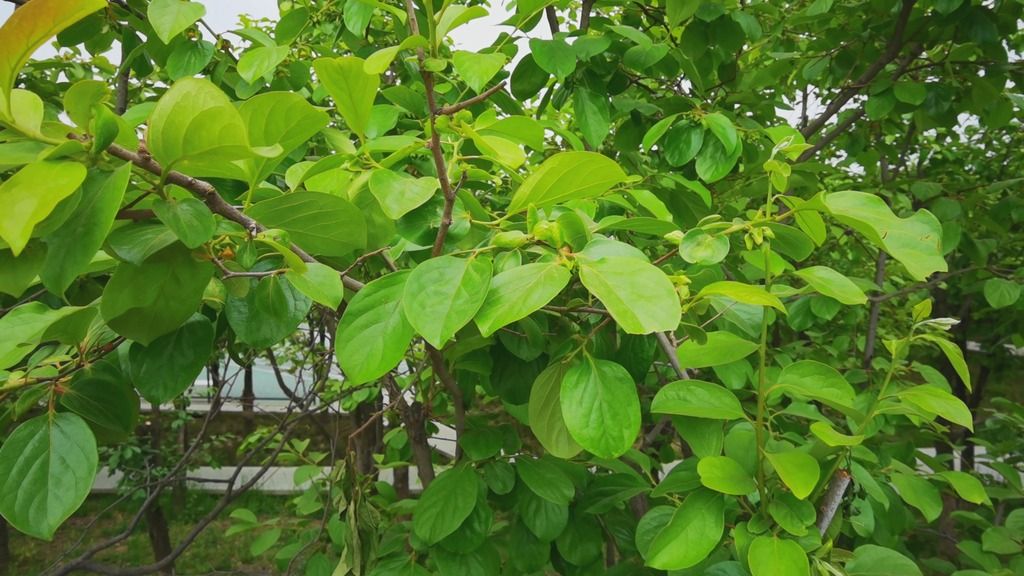 4k高清实拍柿子树叶子特写柿子枝叶视频