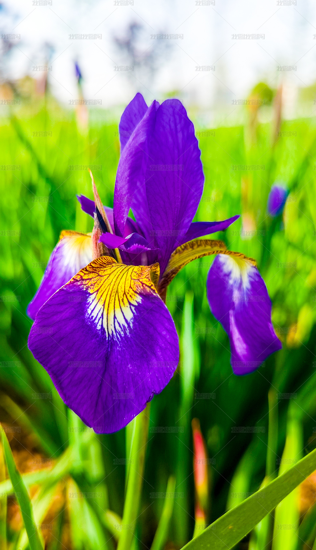 紫色蝴蝶兰鸢尾花扁竹兰特写镜头图片素材模板下载 自然风景 我图网