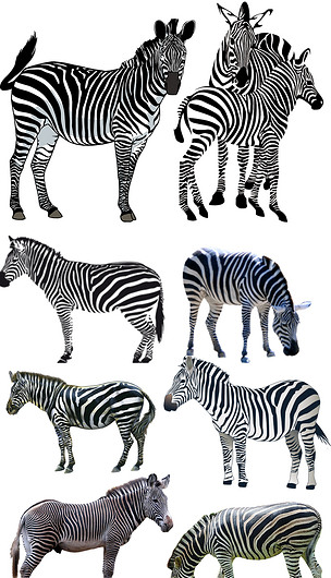 高清动物黑白斑马免抠png图片ps.