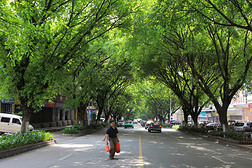 街道绿树
