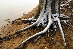 冬天的树根