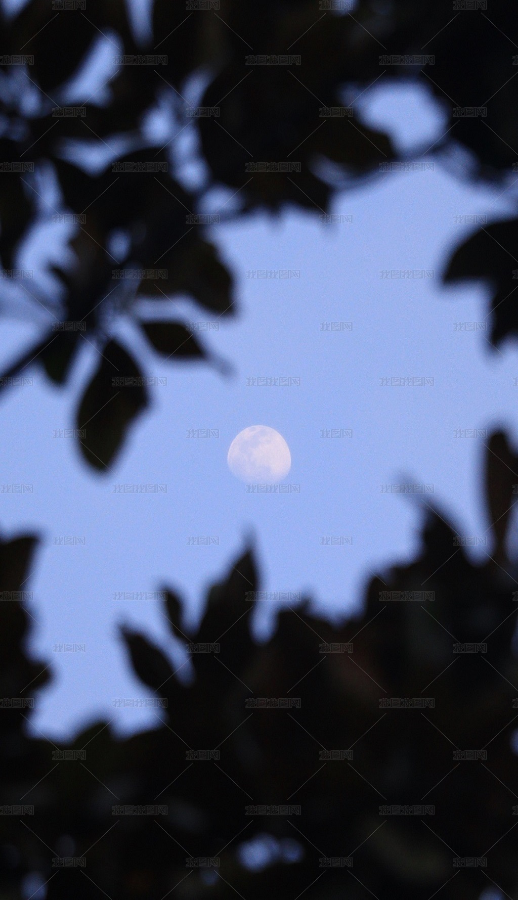 树影月色风景照图片素材模板下载 自然风景 我图网