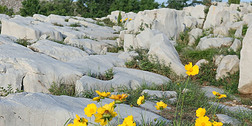 石头和黄色菊花自然景观风景实拍视频
