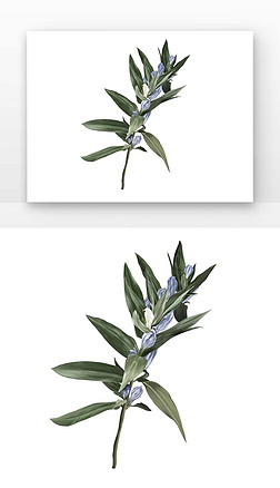 工笔画 卡通免抠元素|手绘龙胆铅笔工笔画