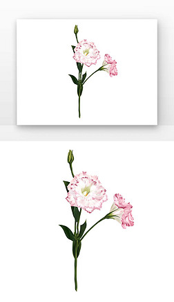洋桔梗铅笔工笔画