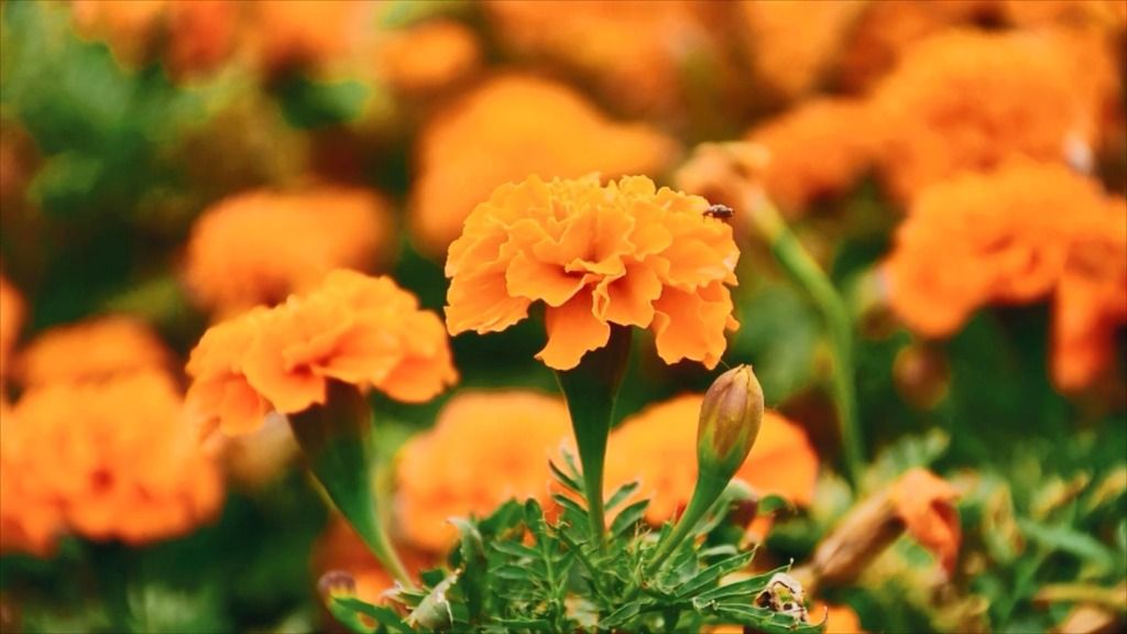 万寿菊花朵绽放实拍视频素材