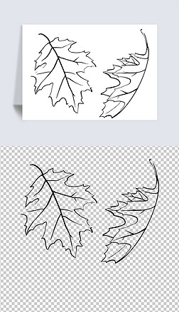 矢量手绘素描飘落枫叶