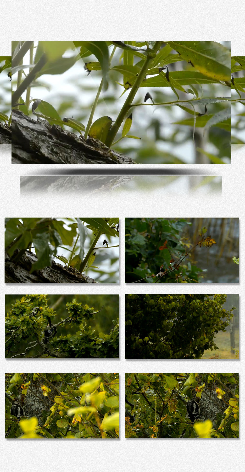 实拍梅雨季节打雷下雨免费视频素材