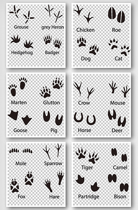 50款动物脚印eps元素