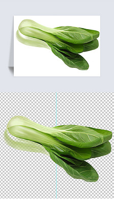 2022手绘上海青白菜