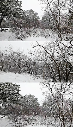 树林下雪场景4K