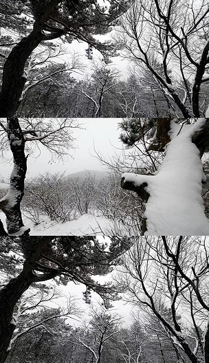 松林下雪场景4K