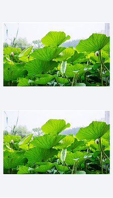 夏季清新荷叶荷花莲花荷塘高清摄影图