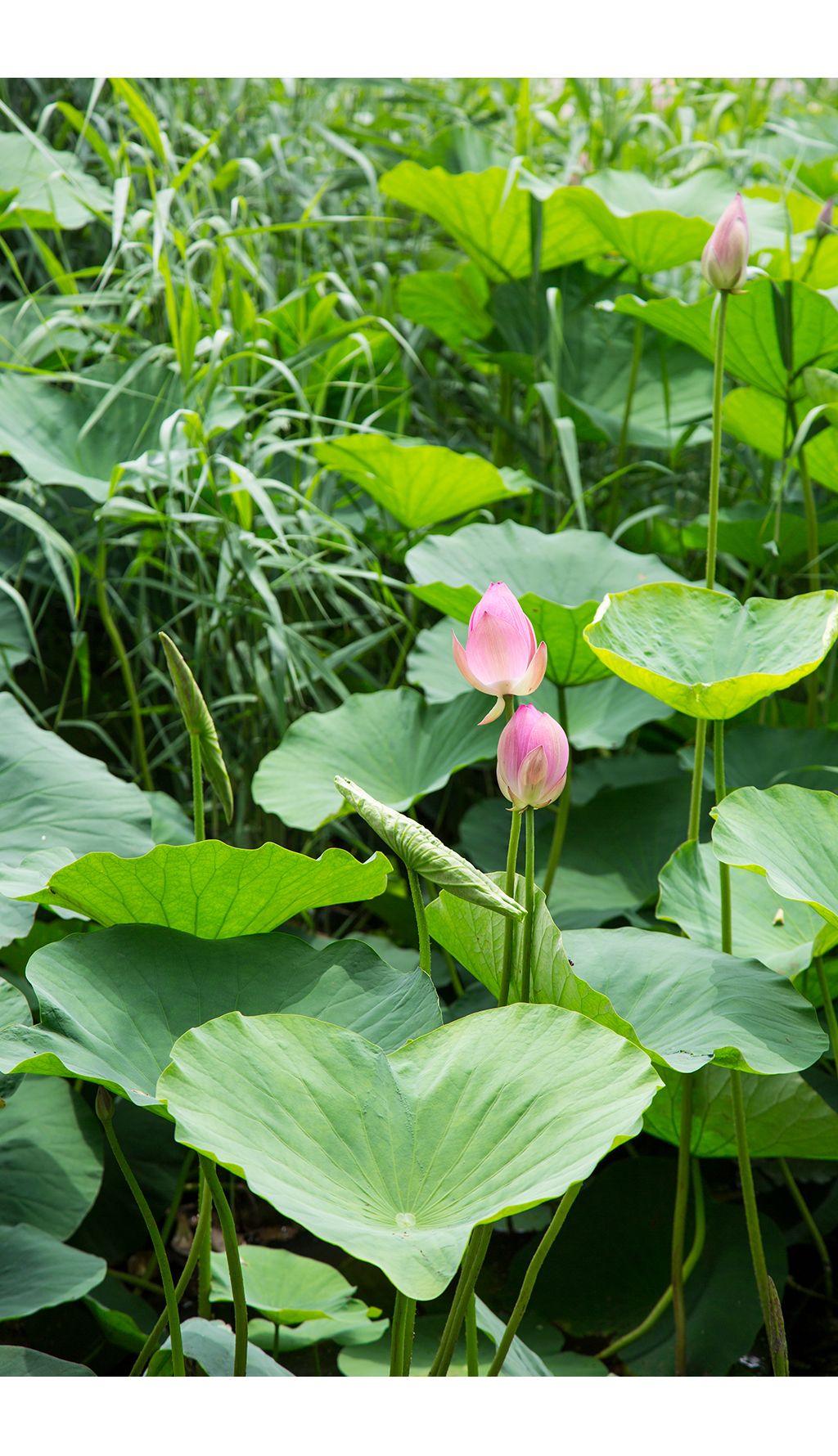 夏季清新荷叶荷花莲花荷塘高清摄影图
