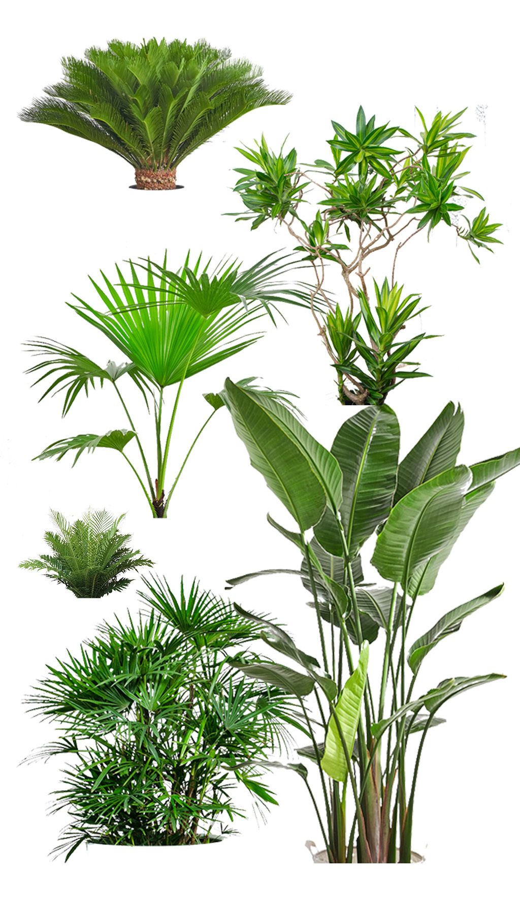 室内绿色植物素材