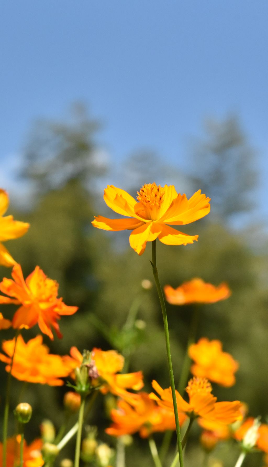 夏天黄色小花波斯菊花海