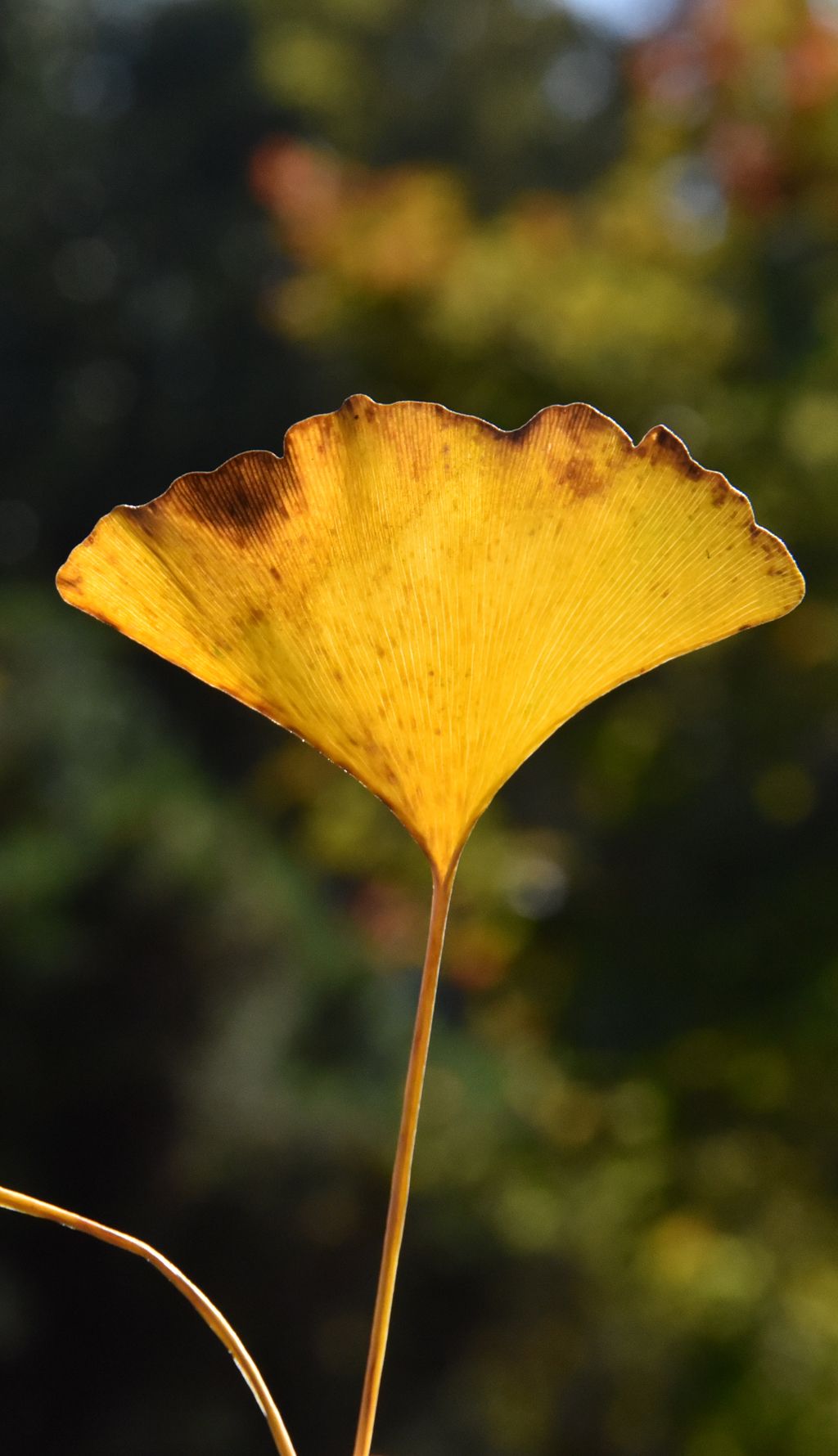 秋天银杏叶黄色树叶