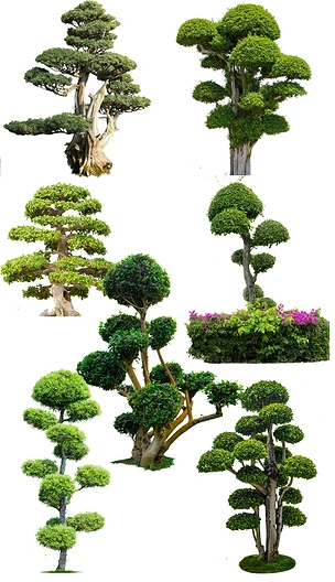 造型树景观盆景贴图