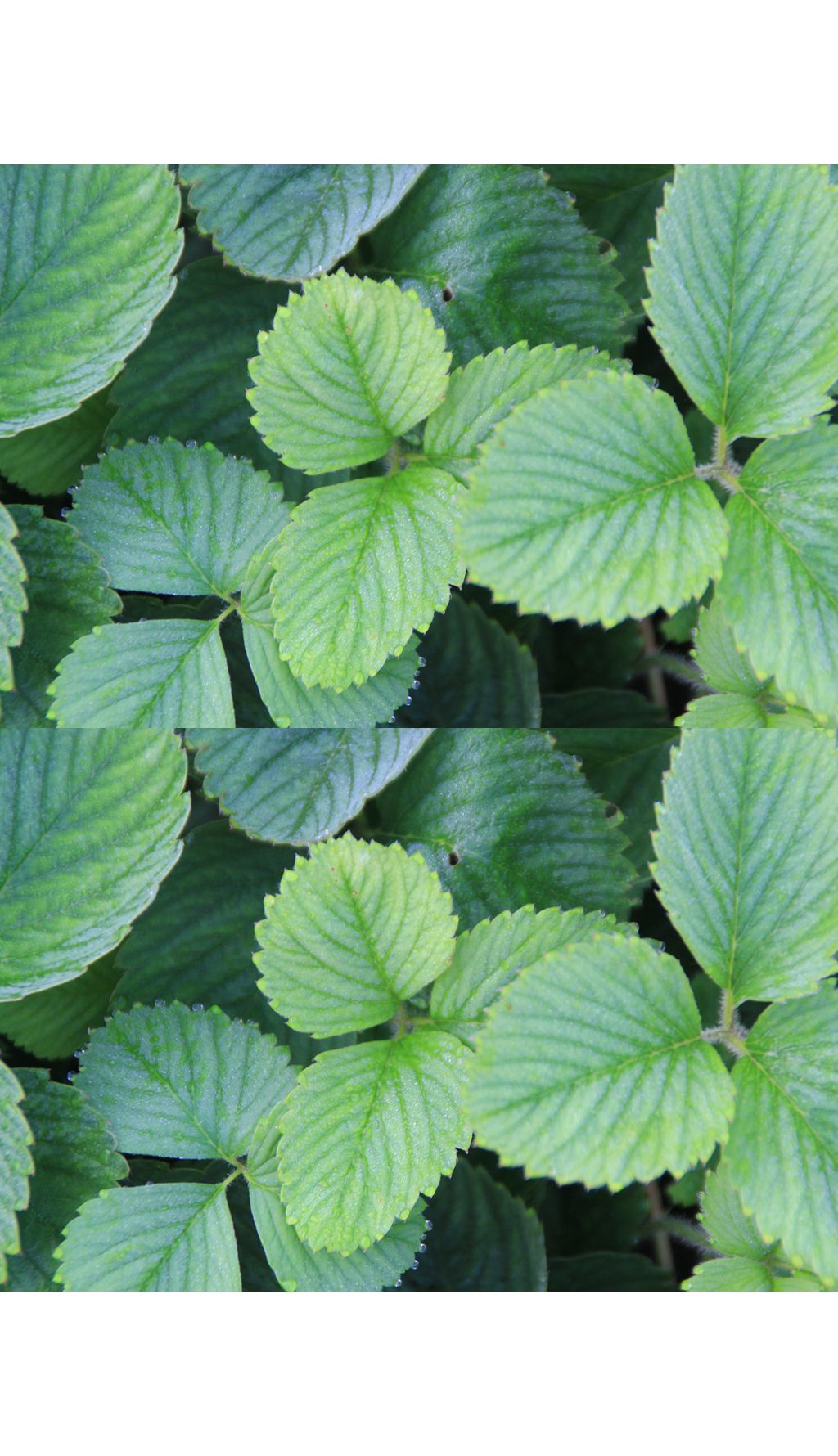 层层叠叠的草莓叶子下载-编号27566877-花草树植-我图网