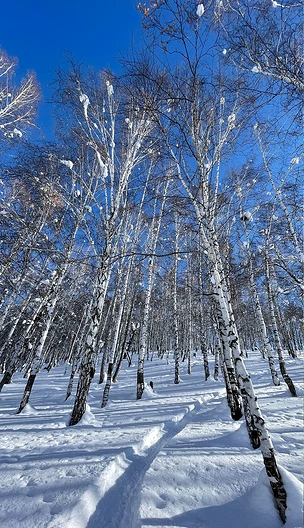 新疆雪景摄影图白桦林