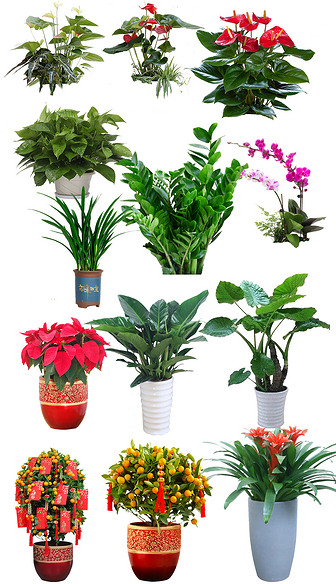 室内植物家庭绿植花卉PS素材