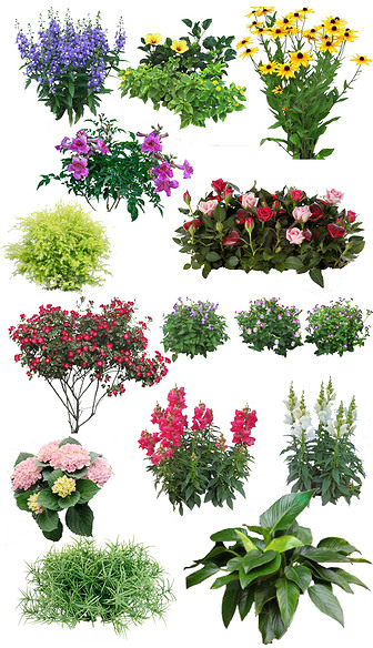 室外花境植物单品PS素材