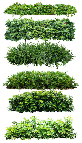 绿篱室外花境植物单品PS素材 
