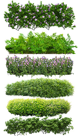 花拾|绿篱室外花境植物单品ps素材