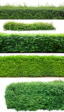 绿篱室外花境植物单品ps素材