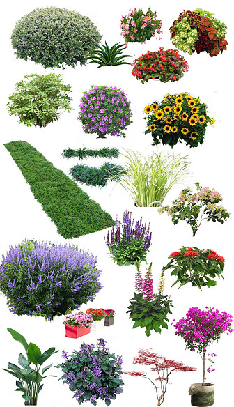 室外花境植物单品PS素材
