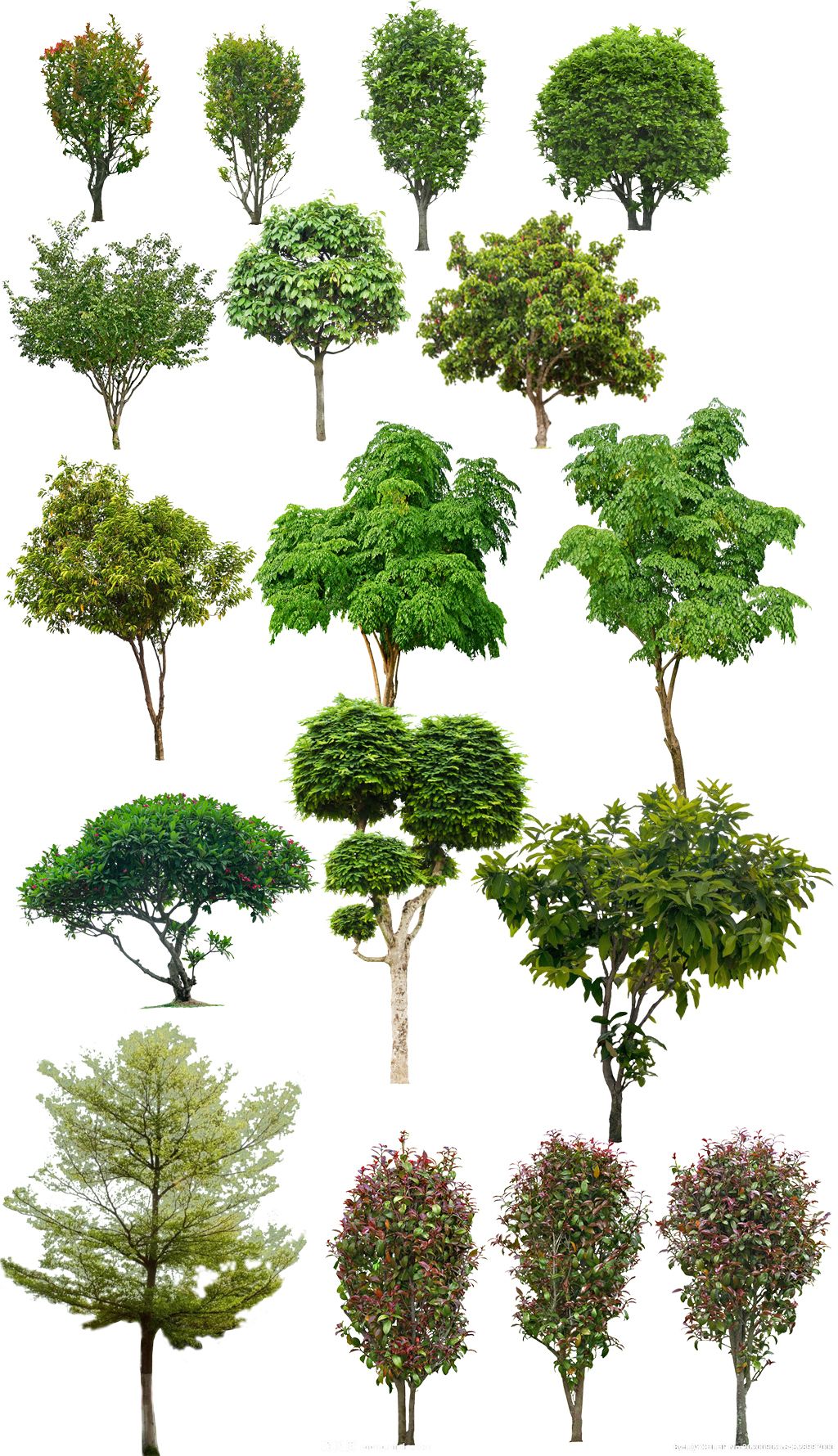 景观乔木幌伞枫秋枫ps素材下载-编号27588711-植物-我图网