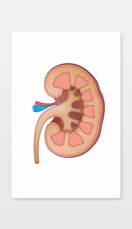 矢量人体组织器官肾脏剖面插画