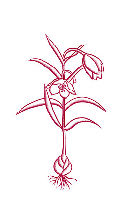 中药川贝元素线稿